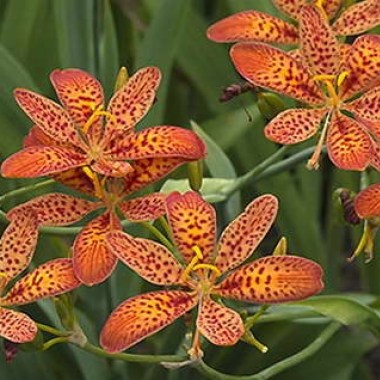 belamkanda-kitayskaya-lesnaya-orhideya-foto (1)9